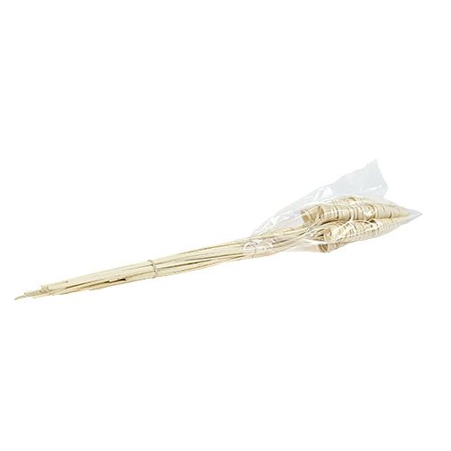 Floristik24 Cane Cone bielone 25 szt
