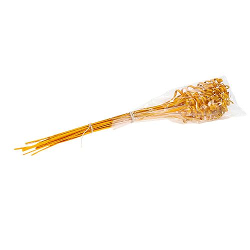 Floristik24 Cane Spring mini złocisto-żółty 25 szt