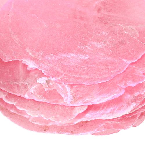 Produkt Dekoracja muszla Capiz w kolorze różowym jagodowym 5cm–8cm mix 60 sztuk