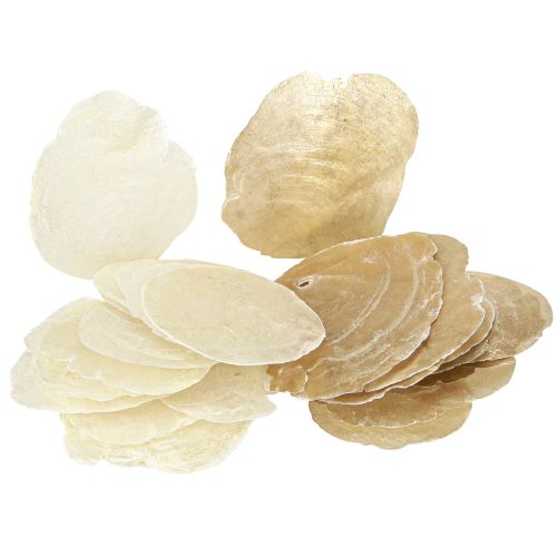 Floristik24 Krążki Capiz w naturalnych złotych muszlach 60 szt.
