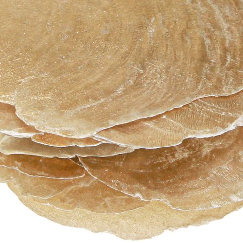 Produkt Krążki Capiz w naturalnych złotych muszlach 60 szt.