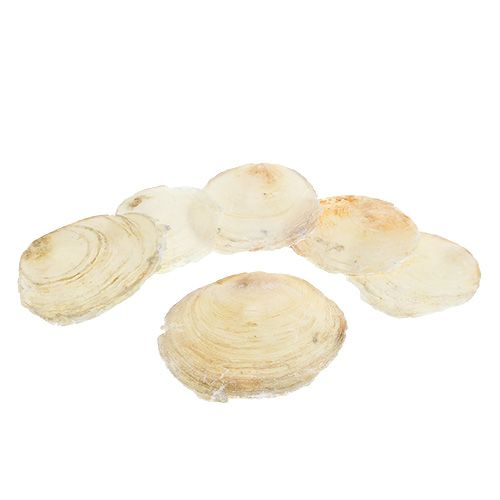 Floristik24 Capiz muszla 500g