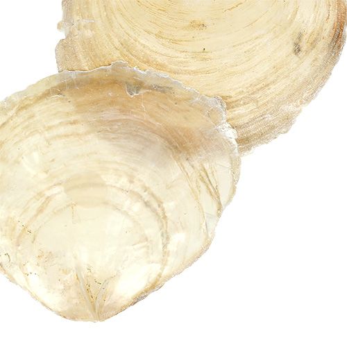 Floristik24 Capiz muszla 500g