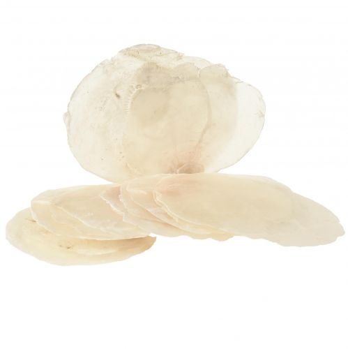 Floristik24 Muszelki Capiz Plastry Capiz plastry masy perłowej naturalne 7,5–9,5 cm 300g