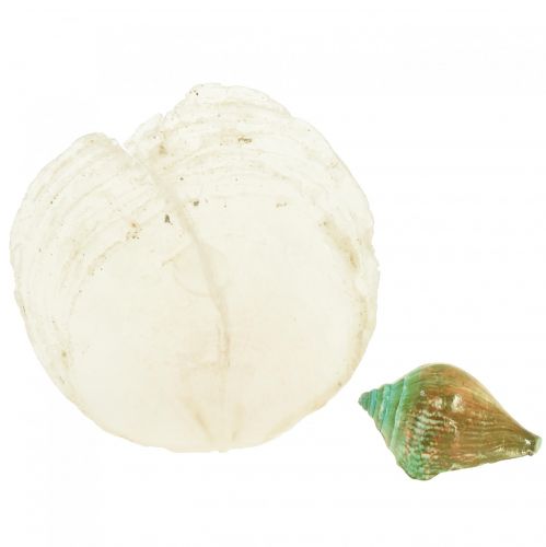 Floristik24 Capiz muszla z masy perłowej plastry masy perłowej muszla ślimaka morskiego zielona 3,5–9,5 cm 750g