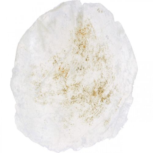 Floristik24 Morskie, muszle Capiz 5–10cm, masa perłowa, naturalne 1kg