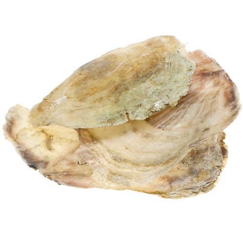 Floristik24 Muszle Capiz naturalne 10cm – 14cm 1kg