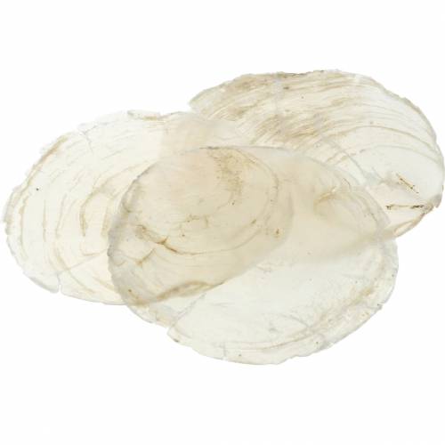 Floristik24 Capiz muszla 250g