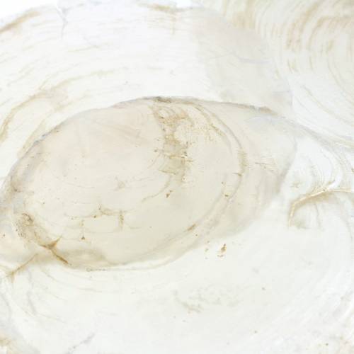 Floristik24 Capiz muszla 250g