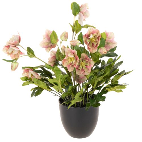 Sztuczna roślina doniczkowa Helleborus, róża bożonarodzeniowa, do dekoracji domu, 50 cm kupić | Floristik24.pl