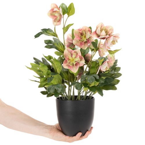 Sztuczna roślina doniczkowa Helleborus, róża bożonarodzeniowa, do dekoracji domu, 50 cm | Floristik24.pl