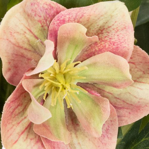 Sztuczna roślina doniczkowa Helleborus, róża bożonarodzeniowa, do dekoracji domu, 50 cm | Floristik24.pl