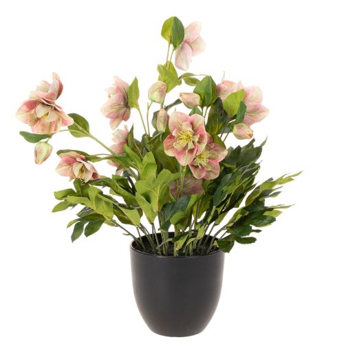 Sztuczna roślina doniczkowa Helleborus, róża bożonarodzeniowa, do dekoracji domu, 50 cm | Floristik24.pl