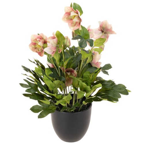 Sztuczna roślina doniczkowa Helleborus, róża bożonarodzeniowa, do dekoracji domu, 50 cm | Floristik24.pl