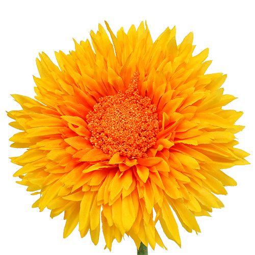 Floristik24 Chryzantema Teddy 63cm Złocisto-żółta