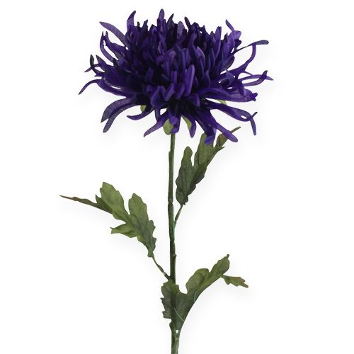 Floristik24 Chryzantema Purpurowa 74cm