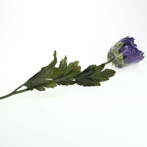 Floristik24 Chryzantema Purpurowa 74cm