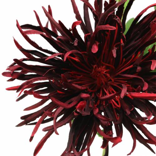 Floristik24 Chryzantema Ciemnoczerwona 73cm