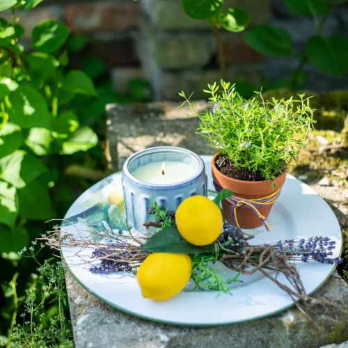 Floristik24 Citronella świeca w doniczce świeca zapachowa cytryna Ø10,5cm W8cm