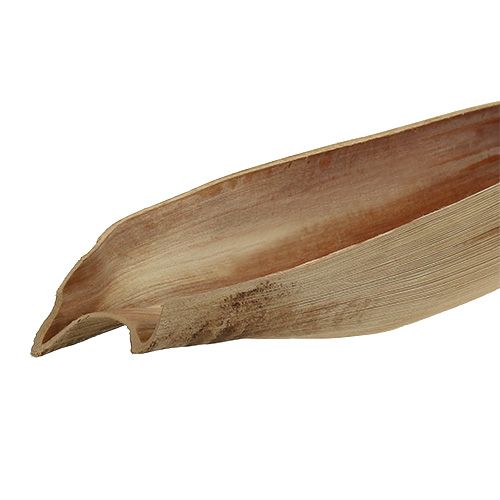 Floristik24 Liść palmy z łupiny orzecha kokosowego 60-80cm natura