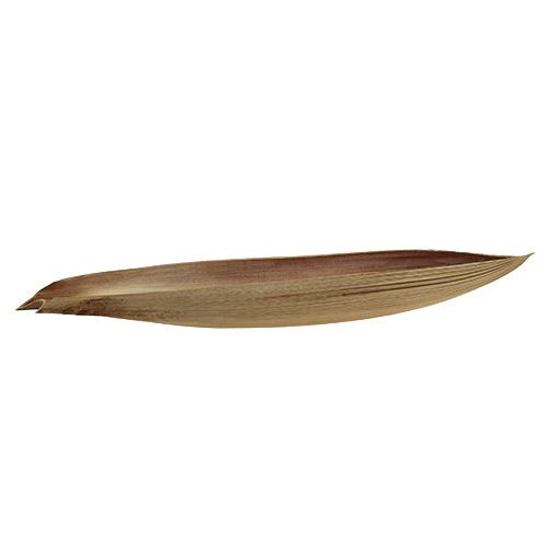 Floristik24 Liść palmy z łupiny orzecha kokosowego 60-80cm natura