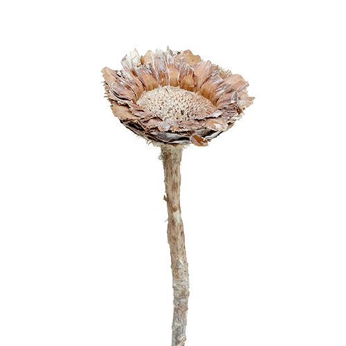 Floristik24 Coronata Rosette 25szt White Washed