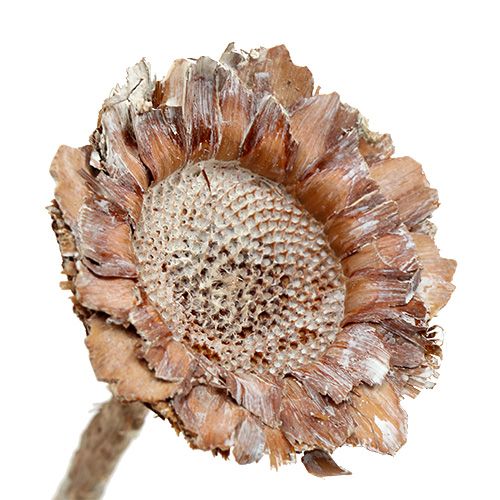 Floristik24 Coronata Rosette 25szt White Washed