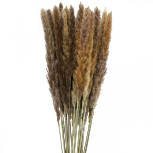 Floristik24 Suszone trawy Pampasowe naturalne pęczki 80cm 100g