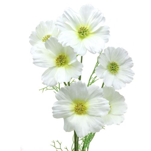 Floristik24 Cosmea White 77cm 3szt.