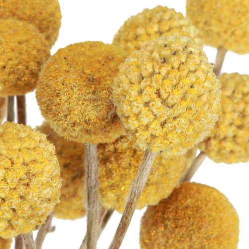 Floristik24 Podudzia Craspedia sucha dekoracja naturalna 45cm 25 szt