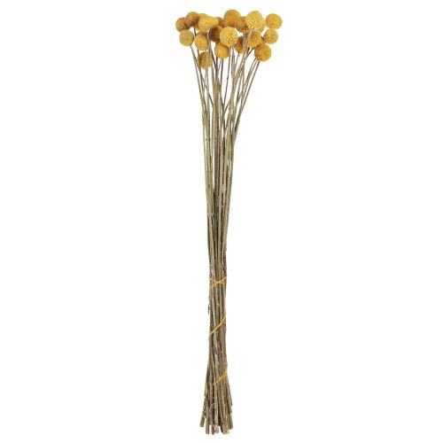 Floristik24 Podudzia Craspedia sucha dekoracja naturalna 45cm 25 szt