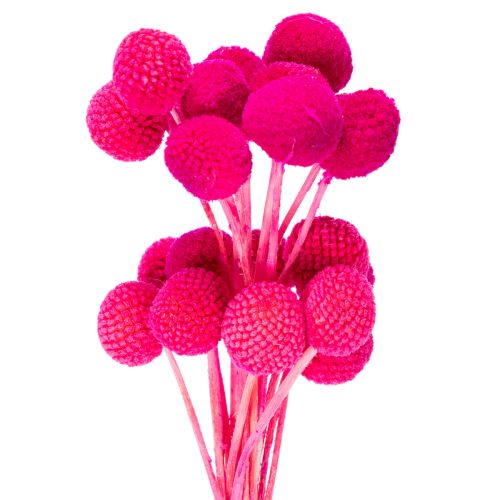 Bukiet suszonych kwiatów Craspedia do florystyki, 55 cm, 20 szt. kupić | Floristik24.pl