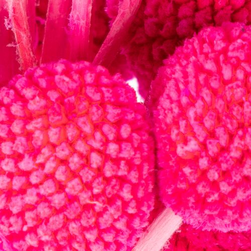 Bukiet suszonych kwiatów Craspedia do florystyki, 55 cm, 20 szt. | Floristik24.pl