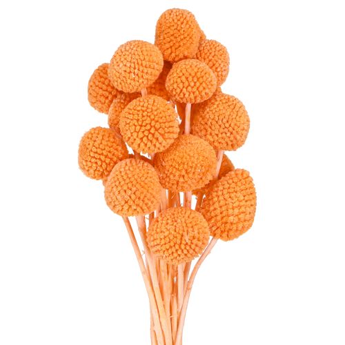Produkt Craspedia bielone suszone kwiaty pomarańczowe 50-55cm 20szt