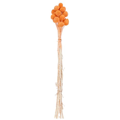Produkt Craspedia bielone suszone kwiaty pomarańczowe 50-55cm 20szt