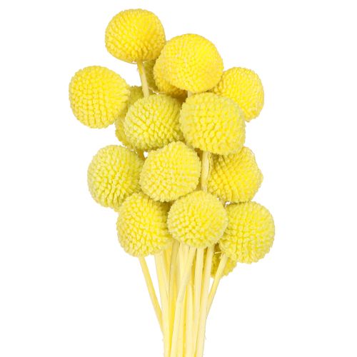 Floristik24 Craspedia kolorowe suszone kwiaty żółto-zielone 50-55cm 20szt