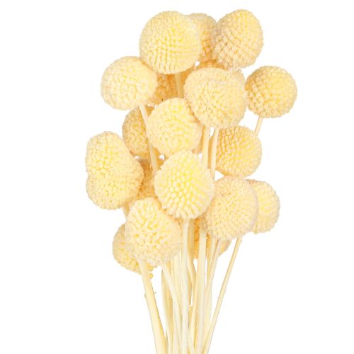 Floristik24 Pałki Craspedia barwione kremowe 50-55cm 20szt