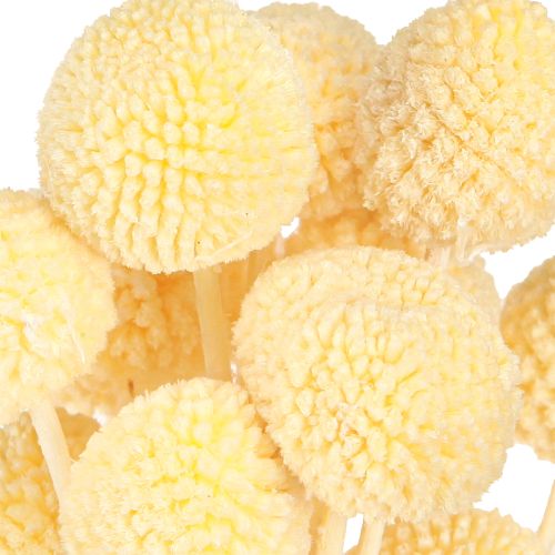 Produkt Pałki Craspedia barwione kremowe 50-55cm 20szt