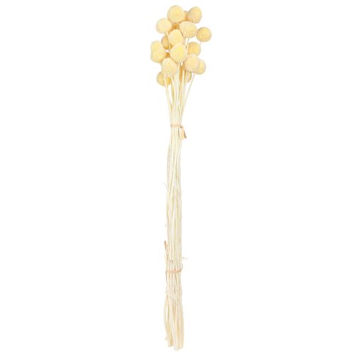 Produkt Pałki Craspedia barwione kremowe 50-55cm 20szt