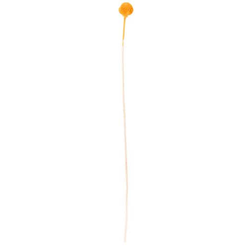 Bukiet suszonych kwiatów Craspedia 55cm 20szt | Floristik24.pl