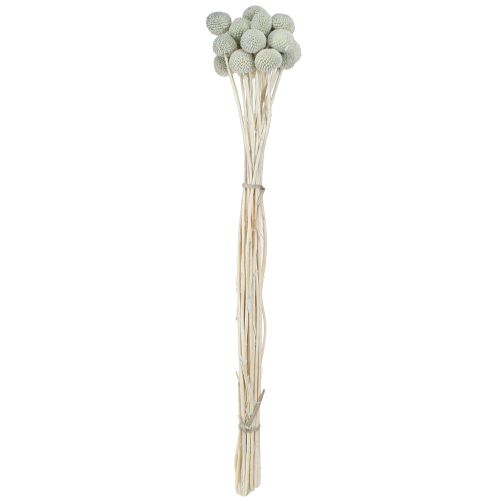 Produkt Craspedia suszone pałki szare 50-55cm 20szt