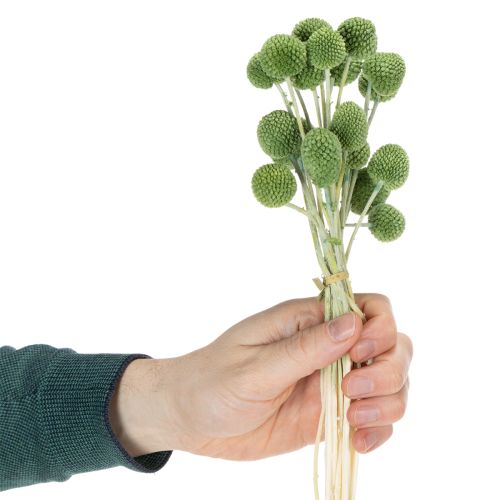 Produkt Suszone kule kwiatowe Craspedia do stylowych jesiennych dekoracji, 55 cm, 20 sztuk