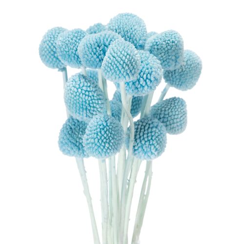 Suszone kwiaty Craspedia do wazonu, minimalistyczny styl, trwała ozdoba na lato, 55 cm, 20 sztuk