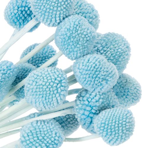 Produkt Suszone kwiaty Craspedia do wazonu, minimalistyczny styl, trwała ozdoba na lato, 55 cm, 20 sztuk