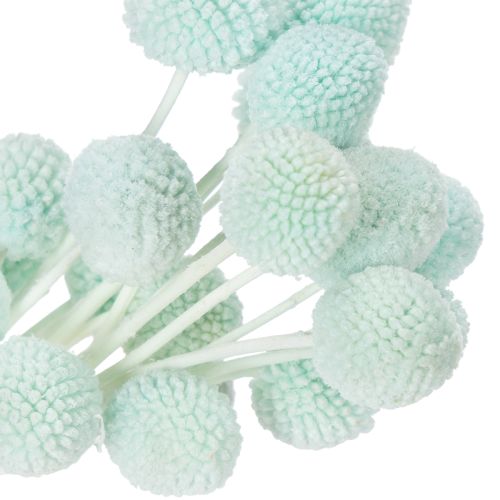 Produkt Suszone kwiaty Craspedia, dekoracyjny bukiet do salonu, dekoracja stołu, wesele, 55 cm, 20 sztuk