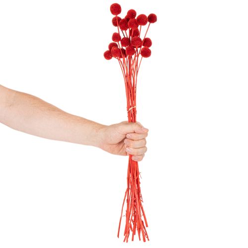 Suszone kwiaty Craspedii, barwione, z długimi łodygami, 55 cm, 20 sztuk | Floristik24.pl