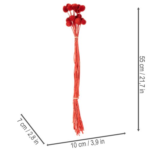 Suszone kwiaty Craspedii, barwione, z długimi łodygami, 55 cm, 20 sztuk | Floristik24.pl