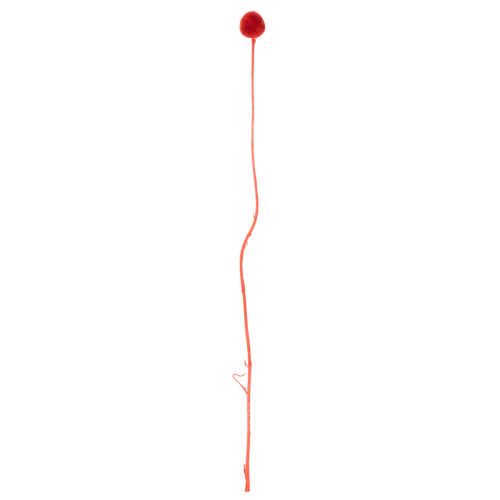 Suszone kwiaty Craspedii, barwione, z długimi łodygami, 55 cm, 20 sztuk | Floristik24.pl