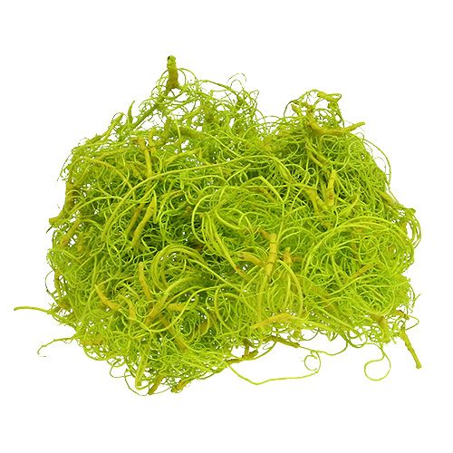 Floristik24 Curly Moss Jasnozielony 350g