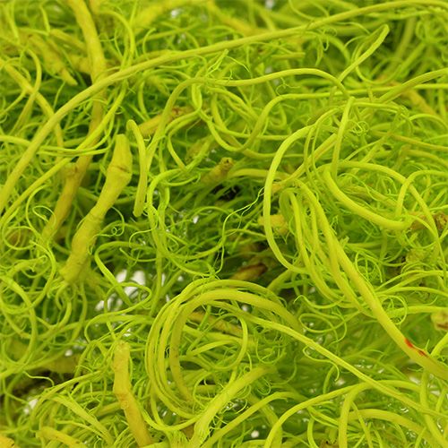 Floristik24 Curly Moss Jasnozielony 350g